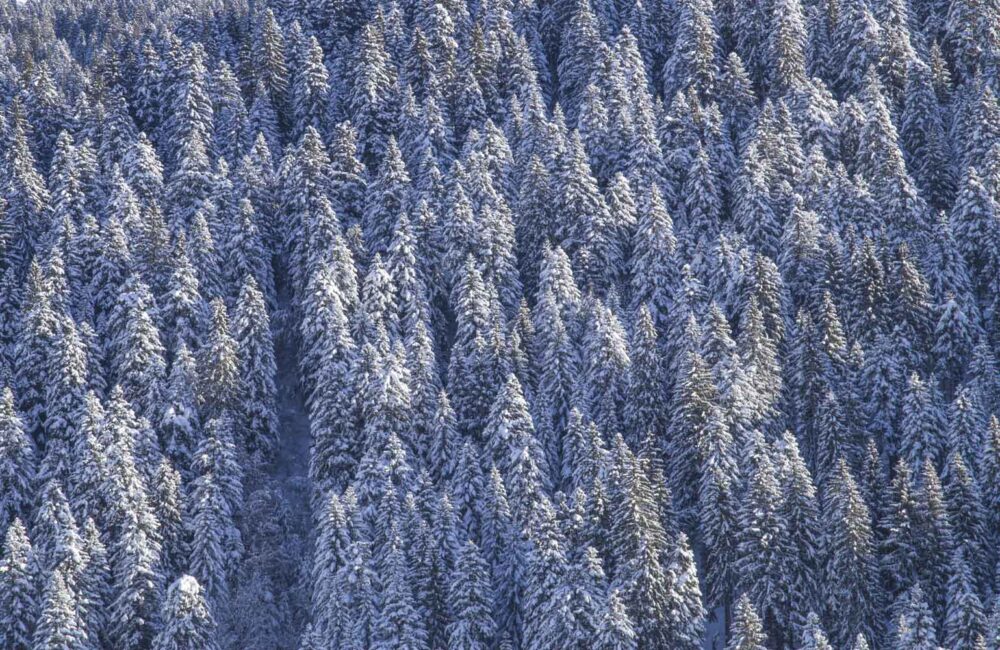 inverno ad andalo alberi sotto la neve
