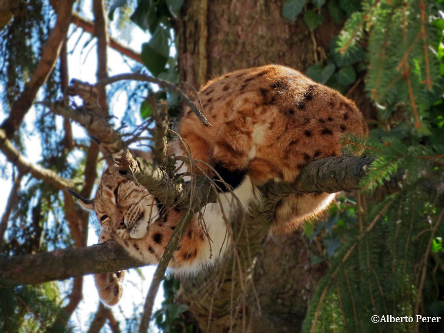 la lince al Parco Faunistico di Spormaggiore