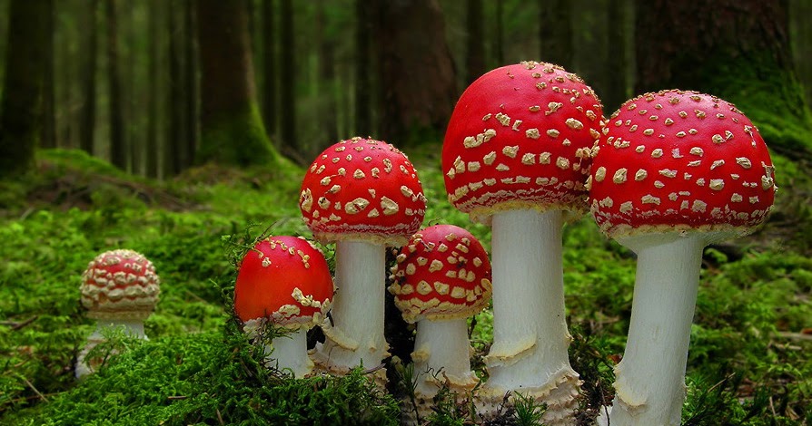 funghi trentino alto adige